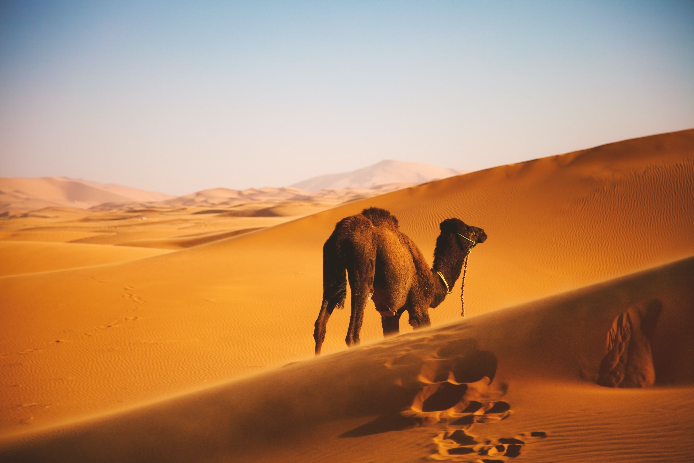Lanterns & Legends: 4-Day Sahara Escape — Fez, Merzouga & Marrakech from Casablanca