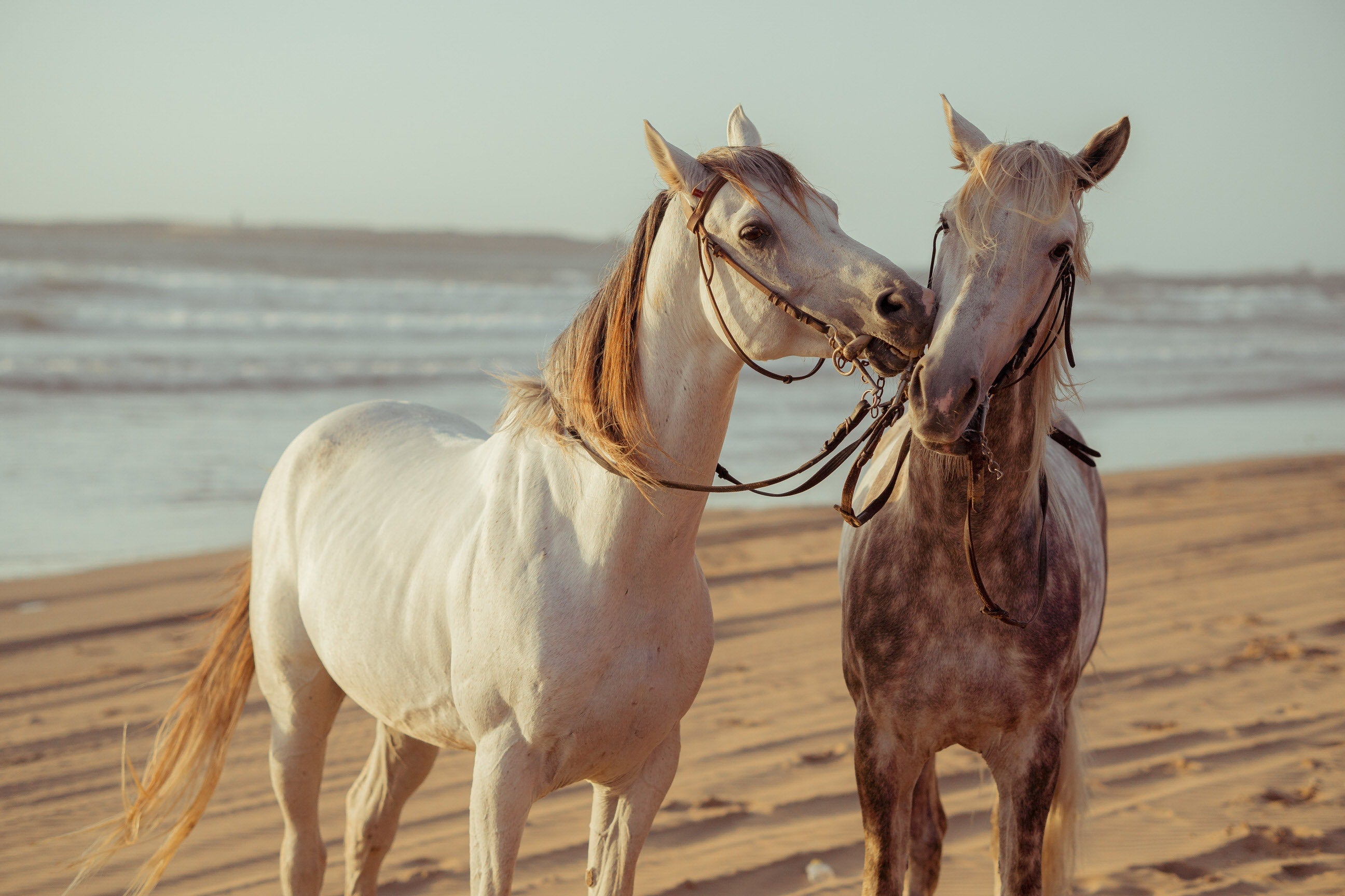 Horseback Riding Twilight Beach Escapade in Casablanca
