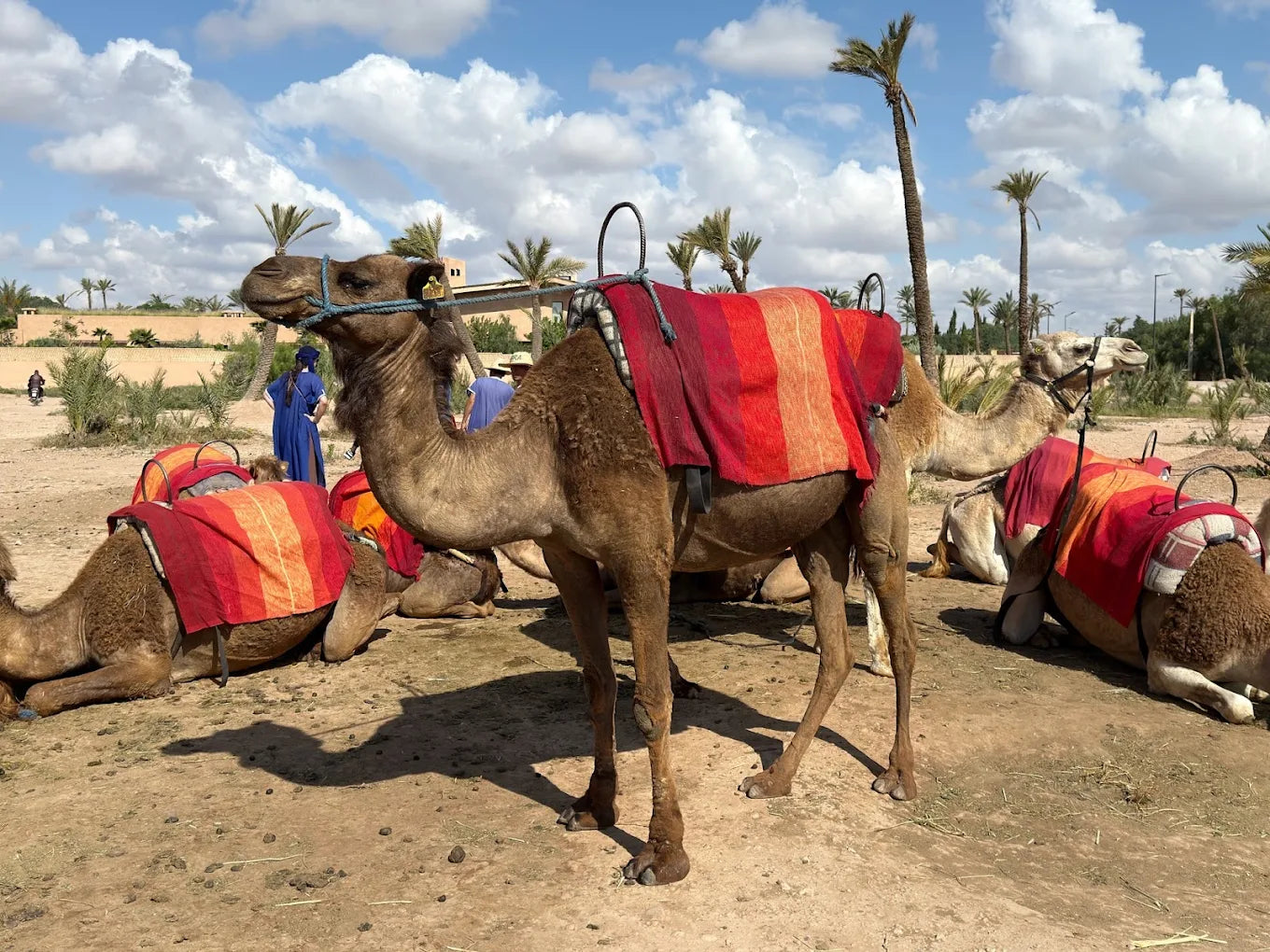 Camel Ride Experience in Marrakech’s Palmeraie