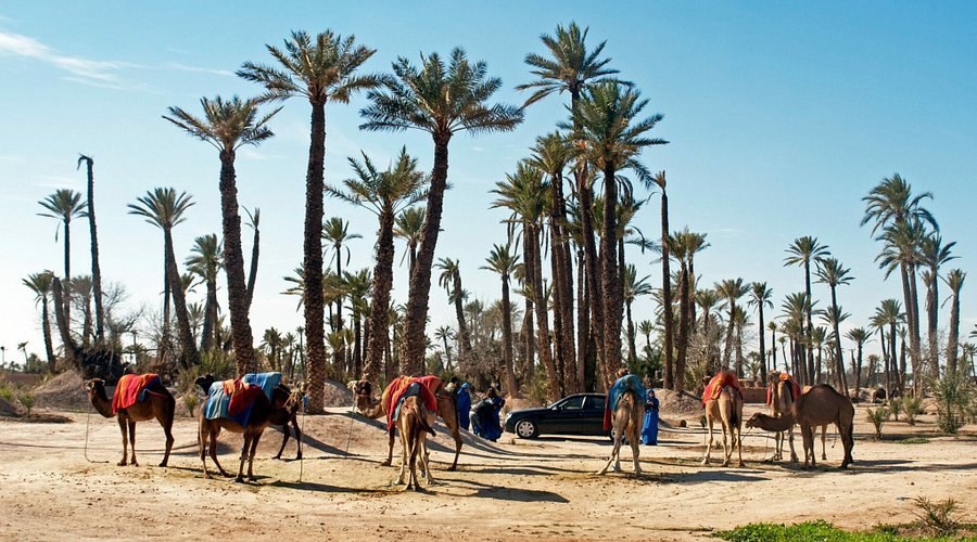 Camel Ride Experience in Marrakech’s Palmeraie
