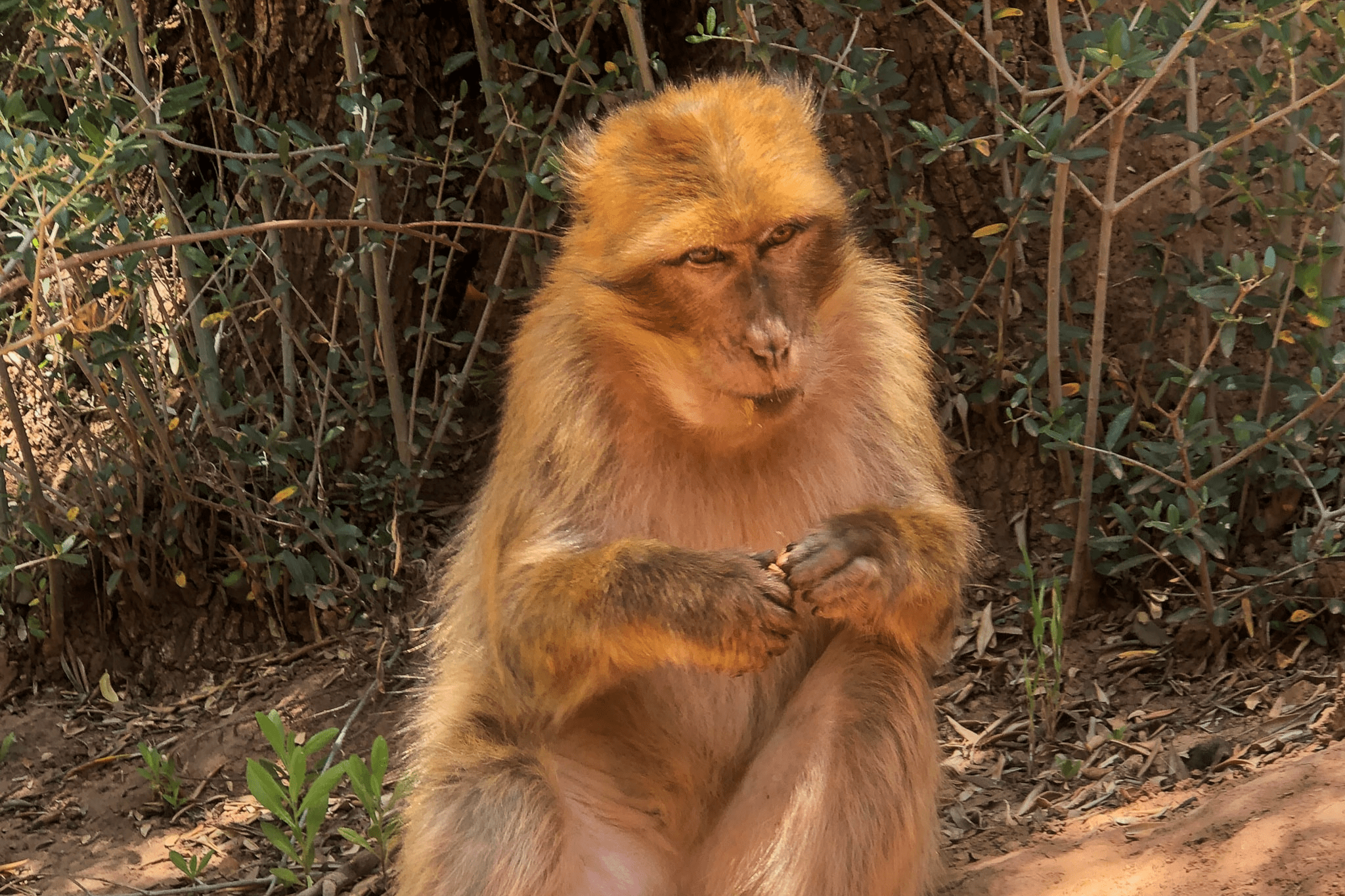 Ouzoud Waterfalls and Wildlife Safari from Marrakech