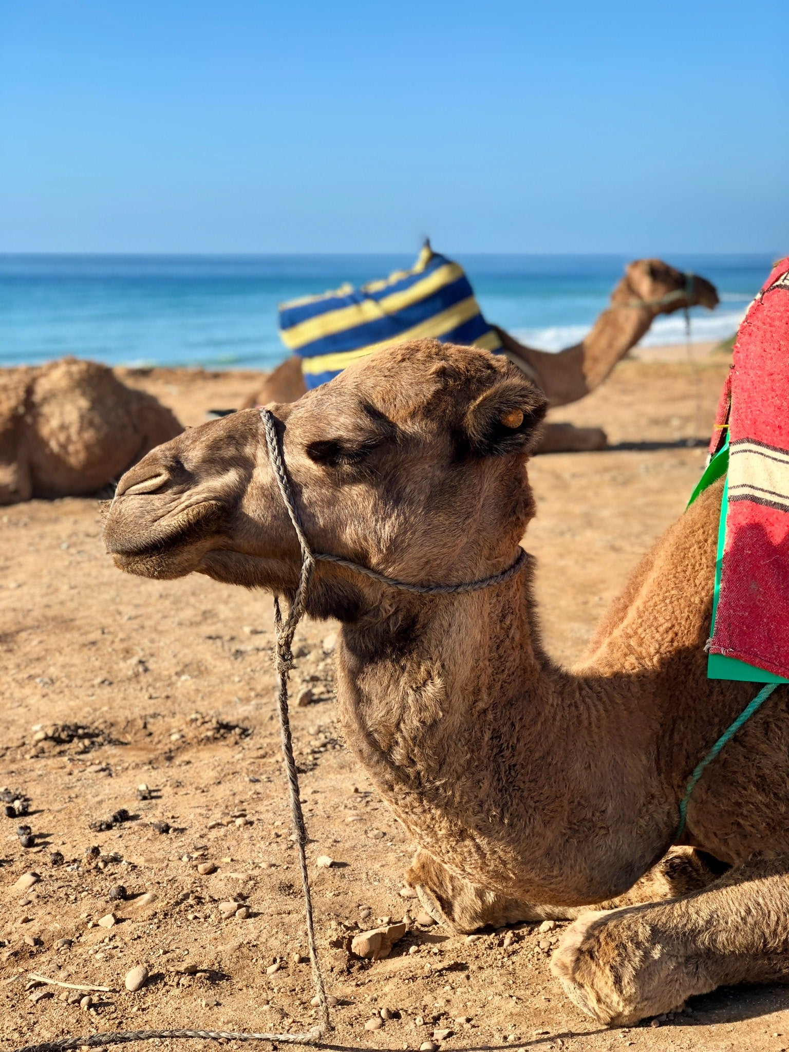 Tangier City Tour with Camel Ride – Private Day Trip From Casablanca