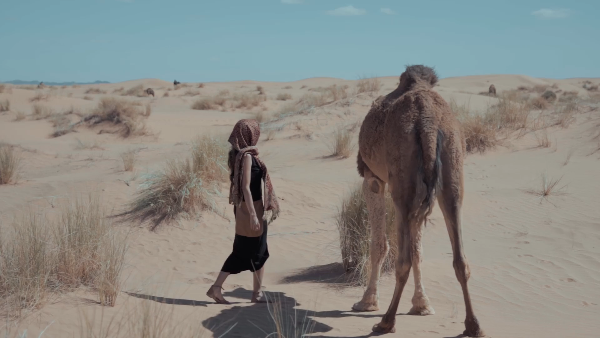 Camel Ride Experience in Marrakech’s Palmeraie