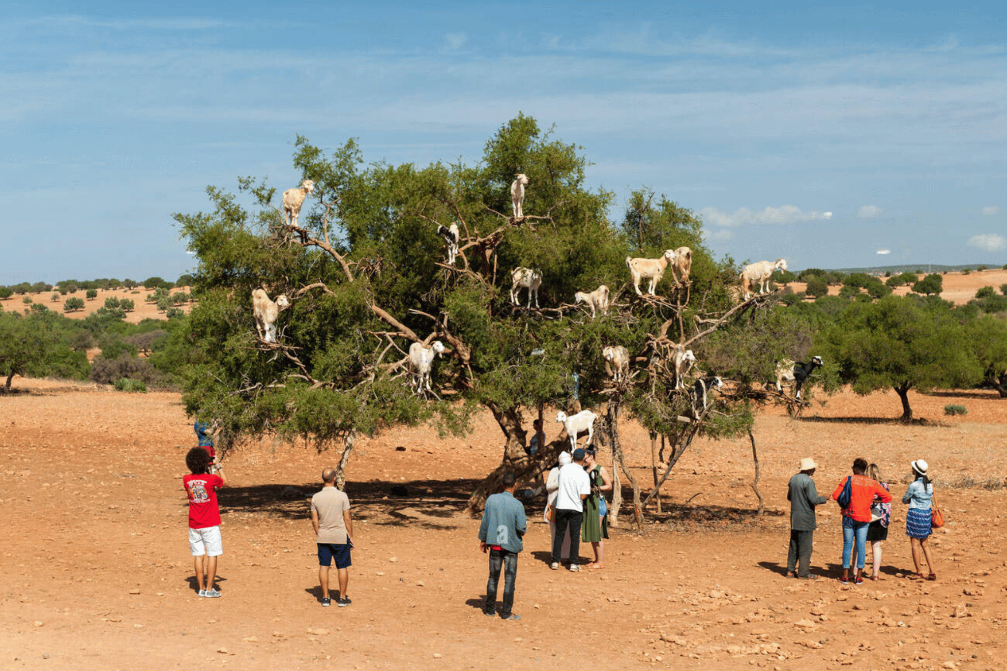 Essaouira Seaside with Historic Sights & UNESCO Medina – Private Full-Day Guided Tour from Marrakech