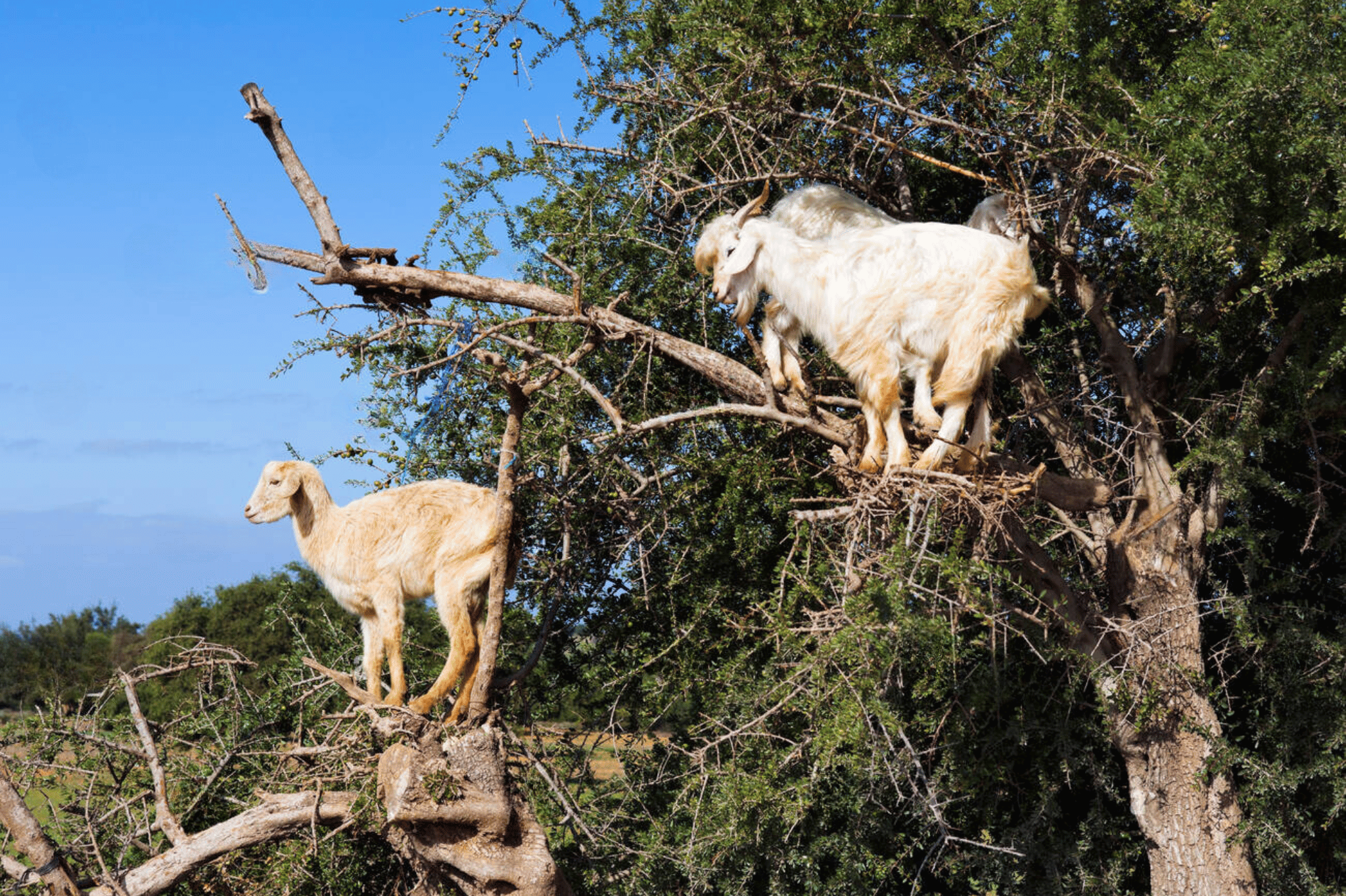 Essaouira Seaside with Historic Sights & UNESCO Medina – Private Full-Day Guided Tour from Marrakech