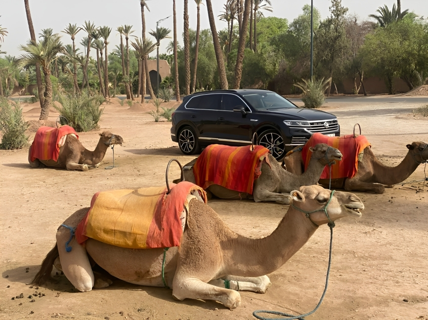 Camel Ride Experience in Marrakech’s Palmeraie