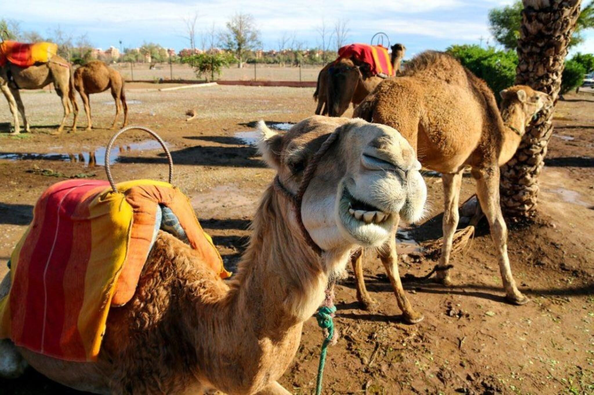 Camel Ride Experience in Marrakech’s Palmeraie